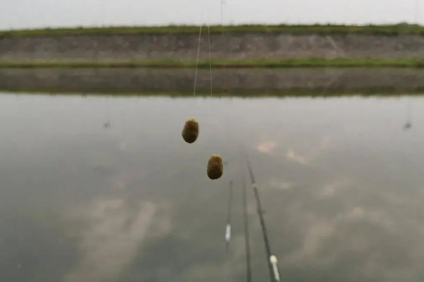 冬季刮西南风钓不到鱼的原因，气压太低会影鱼类的活性