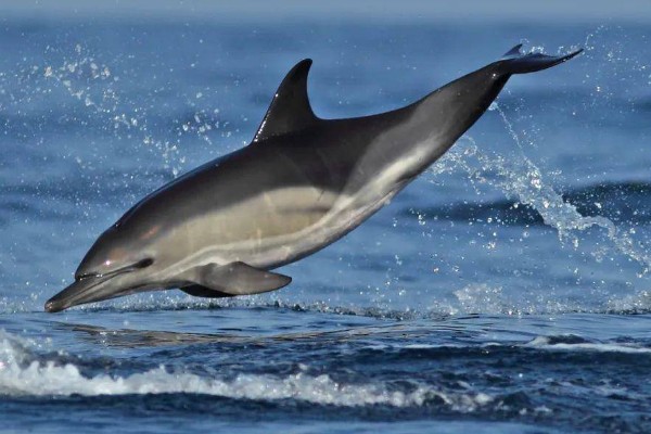 海豚是不是群居动物，属于哺乳类群居动物
