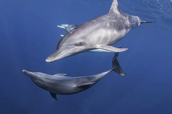 海豚是不是群居动物，属于哺乳类群居动物