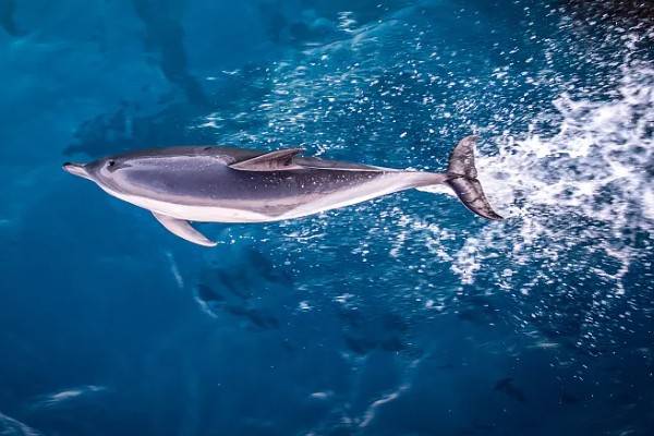 海豚是不是群居动物，属于哺乳类群居动物