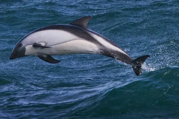 海豚是不是群居动物，属于哺乳类群居动物
