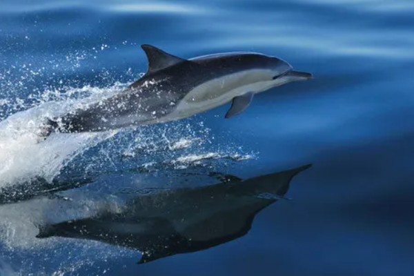 海豚是不是群居动物，属于哺乳类群居动物