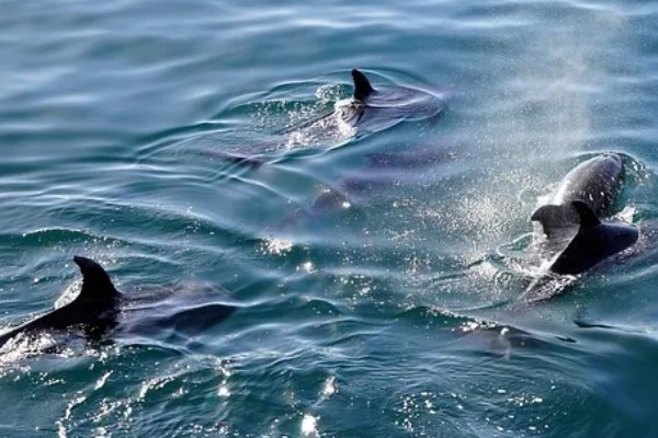 海豚是不是群居动物，属于哺乳类群居动物