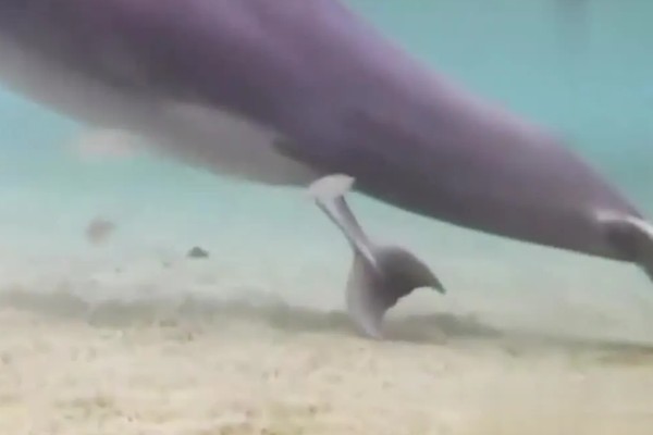 海豚是不是群居动物，属于哺乳类群居动物