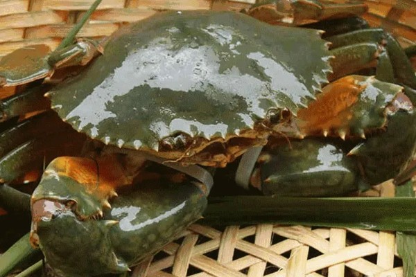 青蟹是淡水还是海水蟹，属于海水蟹