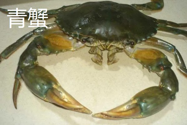 青蟹是淡水还是海水蟹，属于海水蟹