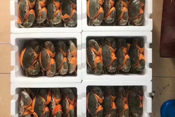 青蟹是淡水还是海水蟹，属于海水蟹