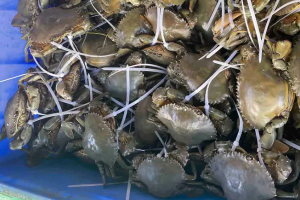 青蟹是淡水还是海水蟹，属于海水蟹