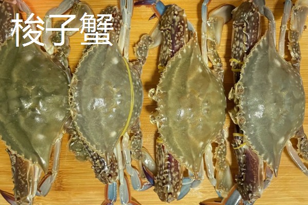 青蟹是淡水还是海水蟹，属于海水蟹