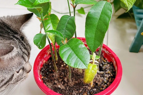 榴莲育苗方法，撒播种子后要浇水覆膜