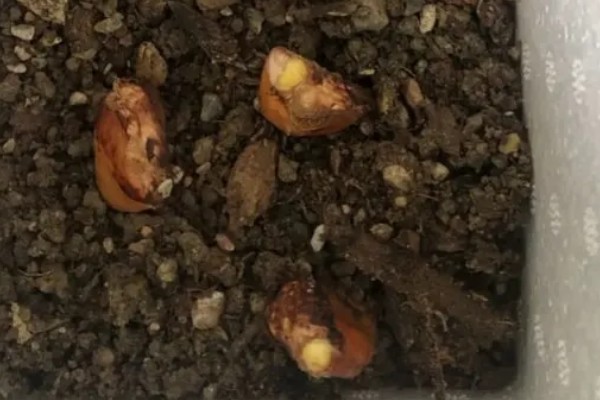 榴莲育苗方法，撒播种子后要浇水覆膜