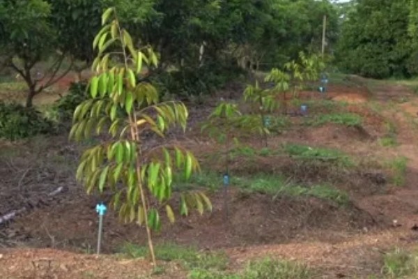 榴莲育苗方法，撒播种子后要浇水覆膜