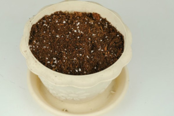 榴莲育苗方法，撒播种子后要浇水覆膜