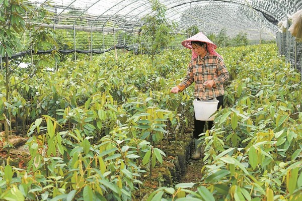 榴莲育苗方法，撒播种子后要浇水覆膜