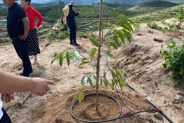 榴莲育苗方法，撒播种子后要浇水覆膜