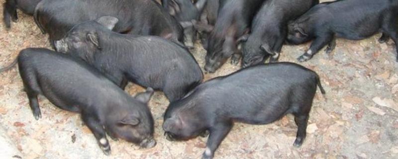 太湖母猪配什么猪种，根据养殖者的需求来决定