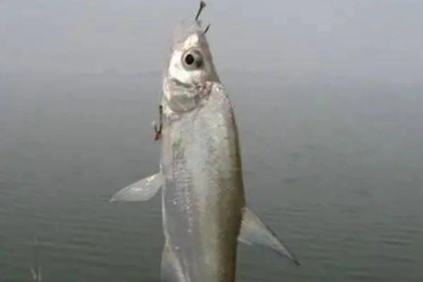 金海夕5号钩适合钓多大的鱼，能硬拉3.8-4.6千克的东西