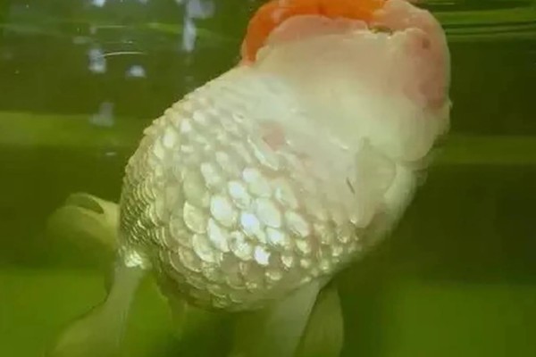 观赏鱼有什么常见病，容易出现掉鳞、烂尾病等情况
