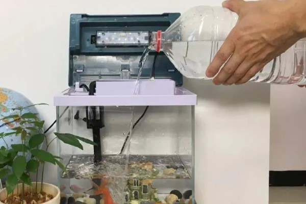 观赏鱼有什么常见病，容易出现掉鳞、烂尾病等情况