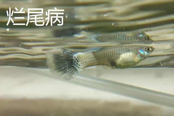 观赏鱼有什么常见病，容易出现掉鳞、烂尾病等情况