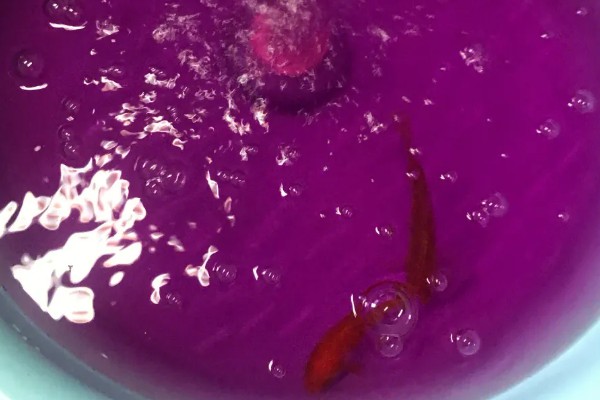 观赏鱼有什么常见病，容易出现掉鳞、烂尾病等情况