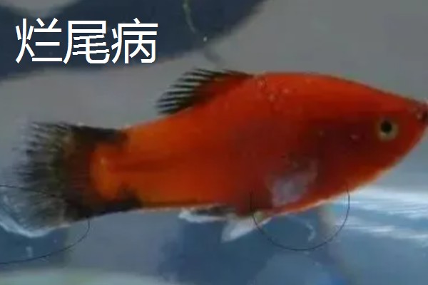 观赏鱼有什么常见病，容易出现掉鳞、烂尾病等情况