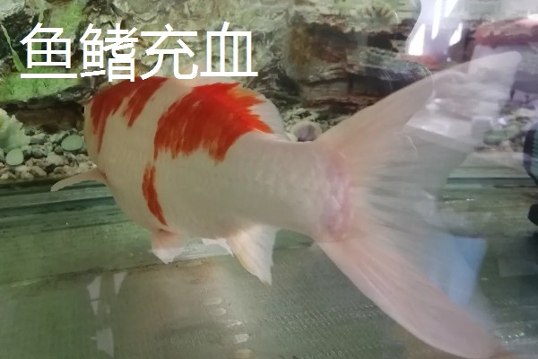 观赏鱼有什么常见病，容易出现掉鳞、烂尾病等情况