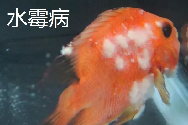 观赏鱼有什么常见病，容易出现掉鳞、烂尾病等情况