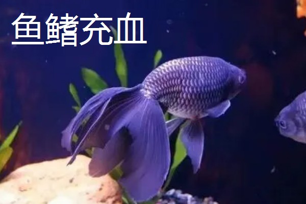 观赏鱼有什么常见病，容易出现掉鳞、烂尾病等情况