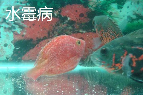 观赏鱼有什么常见病，容易出现掉鳞、烂尾病等情况