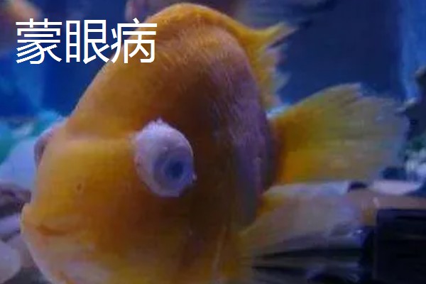 观赏鱼有什么常见病，容易出现掉鳞、烂尾病等情况