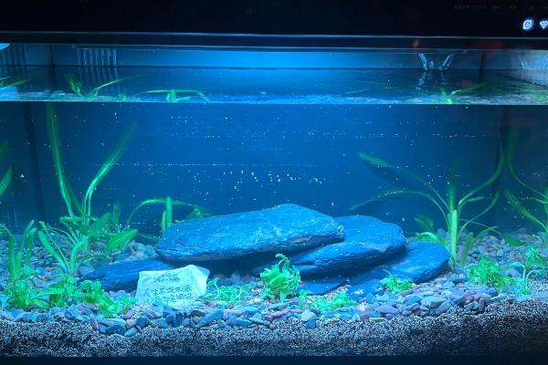 观赏鱼有什么常见病，容易出现掉鳞、烂尾病等情况