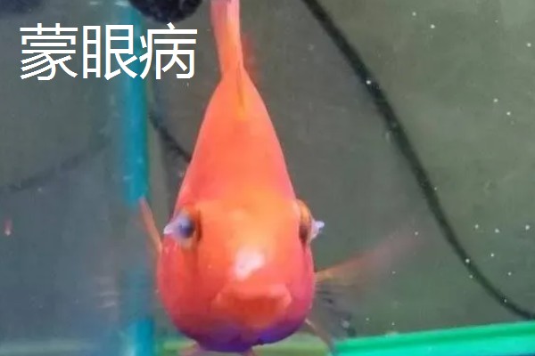 观赏鱼有什么常见病，容易出现掉鳞、烂尾病等情况
