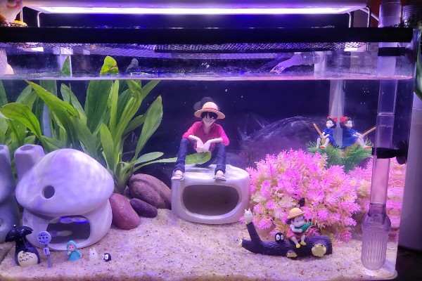 观赏鱼有什么常见病，容易出现掉鳞、烂尾病等情况