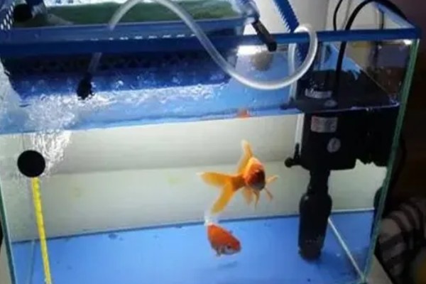 观赏鱼有什么常见病，容易出现掉鳞、烂尾病等情况