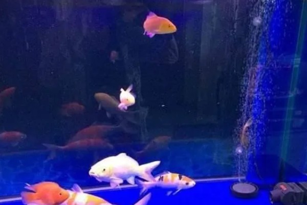 观赏鱼有什么常见病，容易出现掉鳞、烂尾病等情况