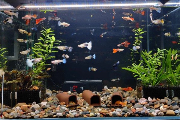 观赏鱼有什么常见病，容易出现掉鳞、烂尾病等情况