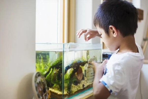 观赏鱼有什么常见病，容易出现掉鳞、烂尾病等情况