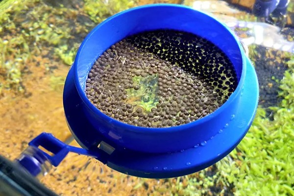 观赏鱼有什么常见病，容易出现掉鳞、烂尾病等情况