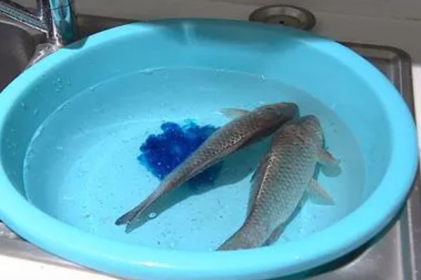 观赏鱼有什么常见病，容易出现掉鳞、烂尾病等情况