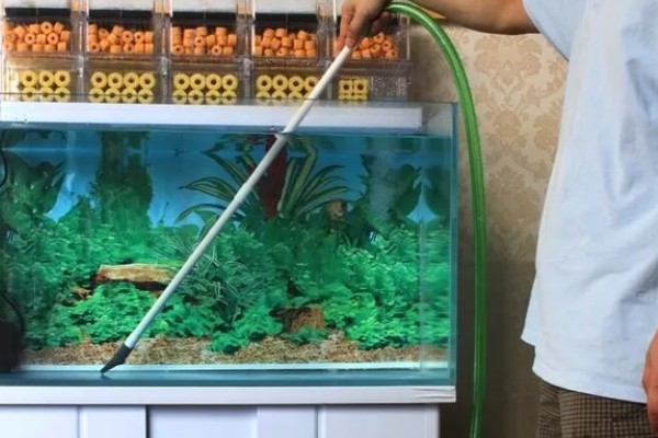 观赏鱼有什么常见病，容易出现掉鳞、烂尾病等情况