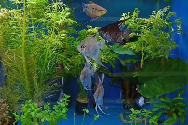 观赏鱼有什么常见病，容易出现掉鳞、烂尾病等情况