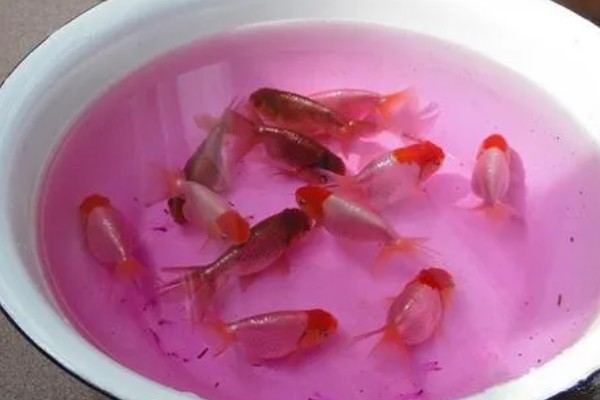 观赏鱼有什么常见病，容易出现掉鳞、烂尾病等情况