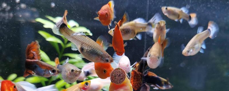 观赏鱼有什么常见病，容易出现掉鳞、烂尾病等情况