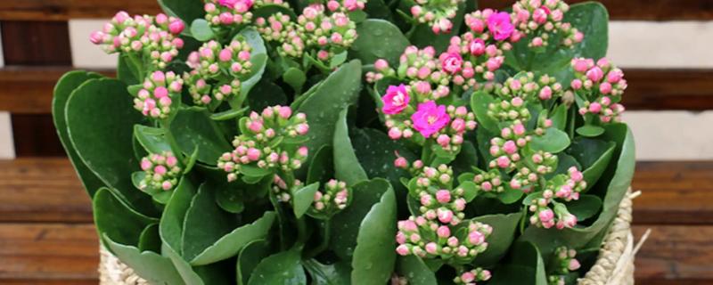 长寿花起腻虫怎么办，可以通过人工方法去除