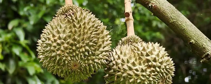 榴莲的种植条件，适宜在终年高温的地区种植