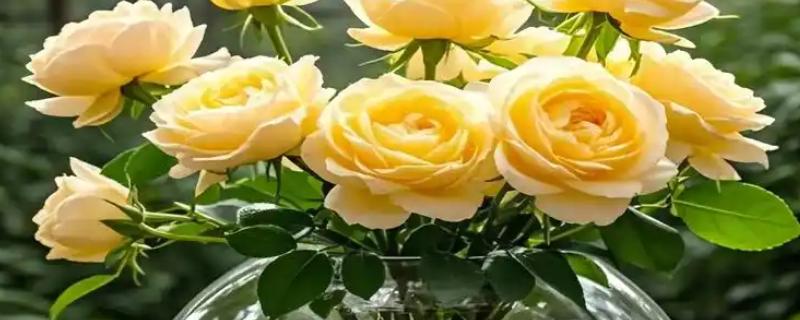 玫瑰花用水泡几天可生根，泡15天生根