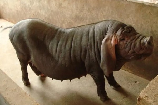 太湖母猪配什么猪种，根据养殖者的需求来决定