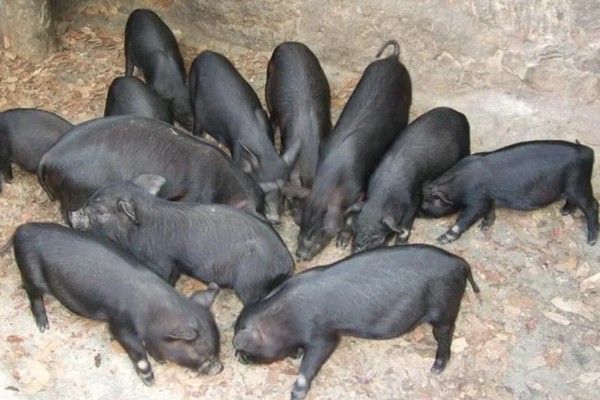 太湖母猪配什么猪种，根据养殖者的需求来决定