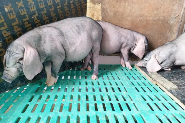 太湖母猪配什么猪种，根据养殖者的需求来决定